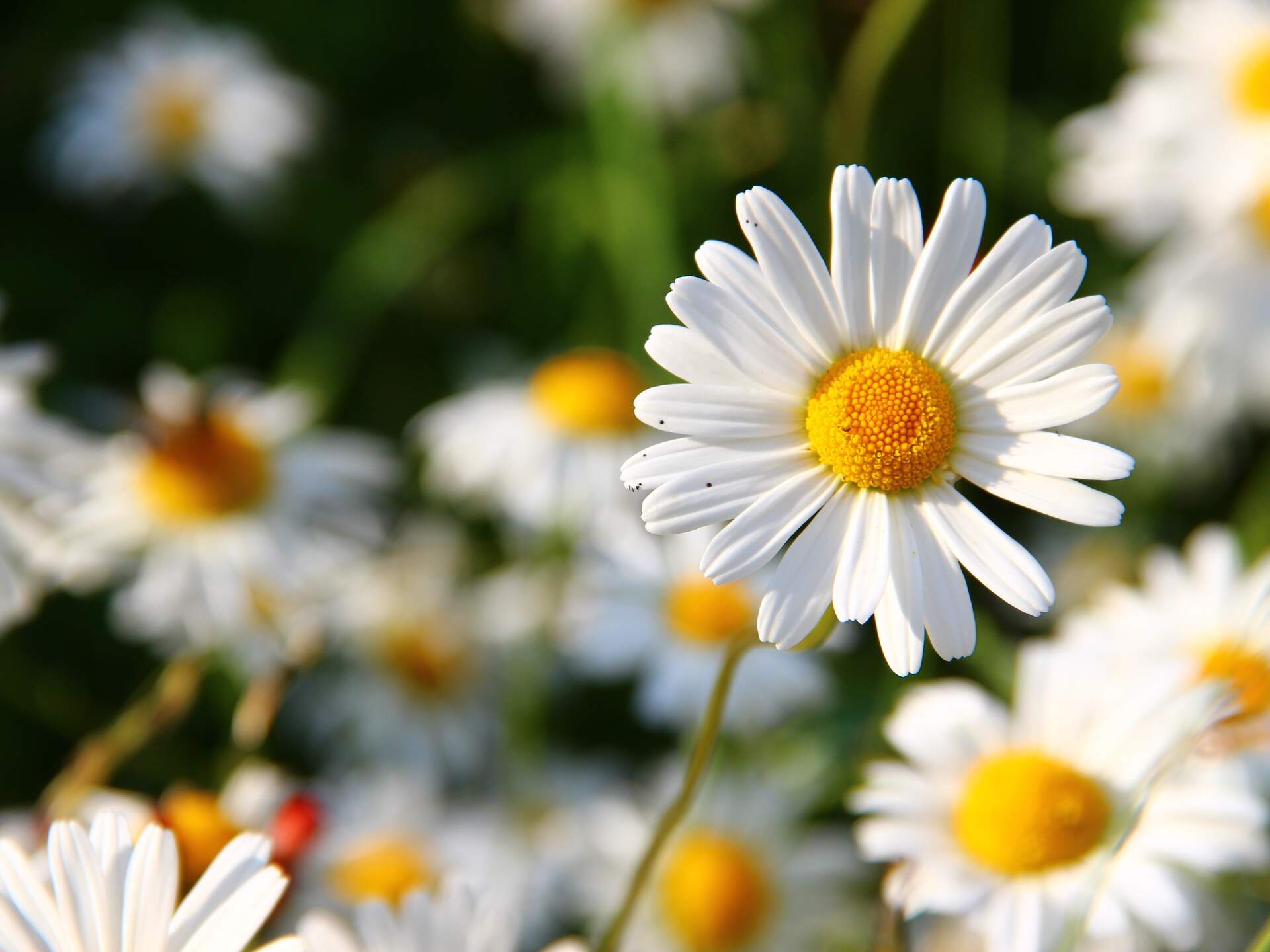 Colorful flowers