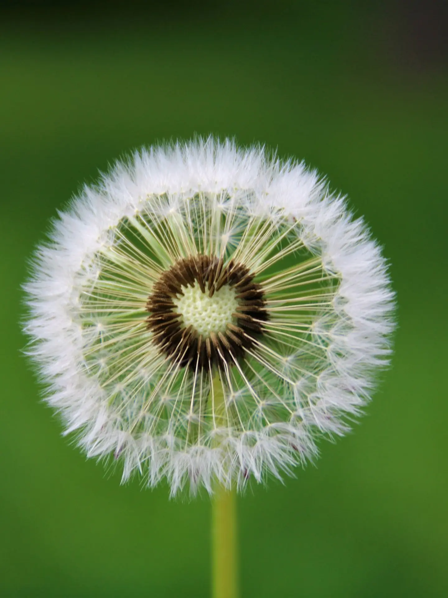 Löwenzahn Pusteblume