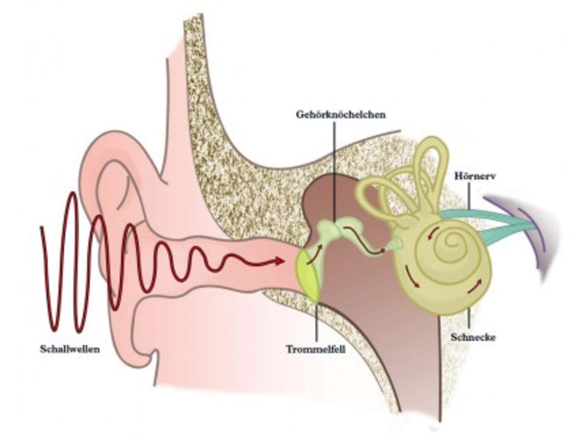 Hearing illustration