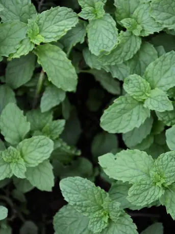 Fresh herbs