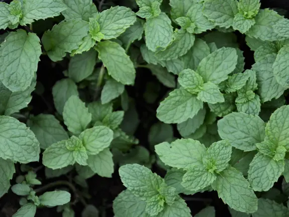 Fresh herbs