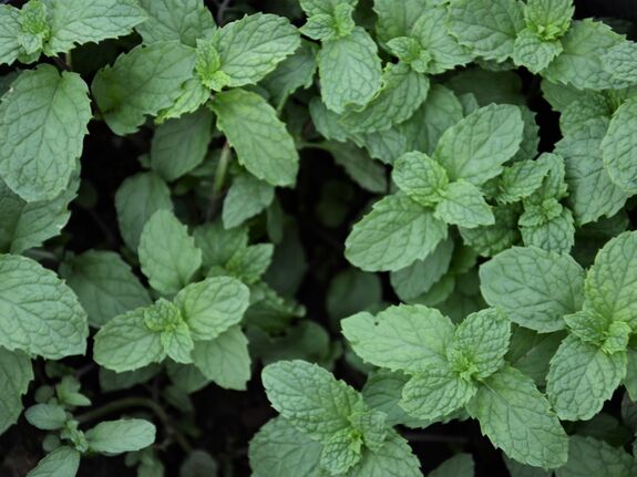 Fresh herbs