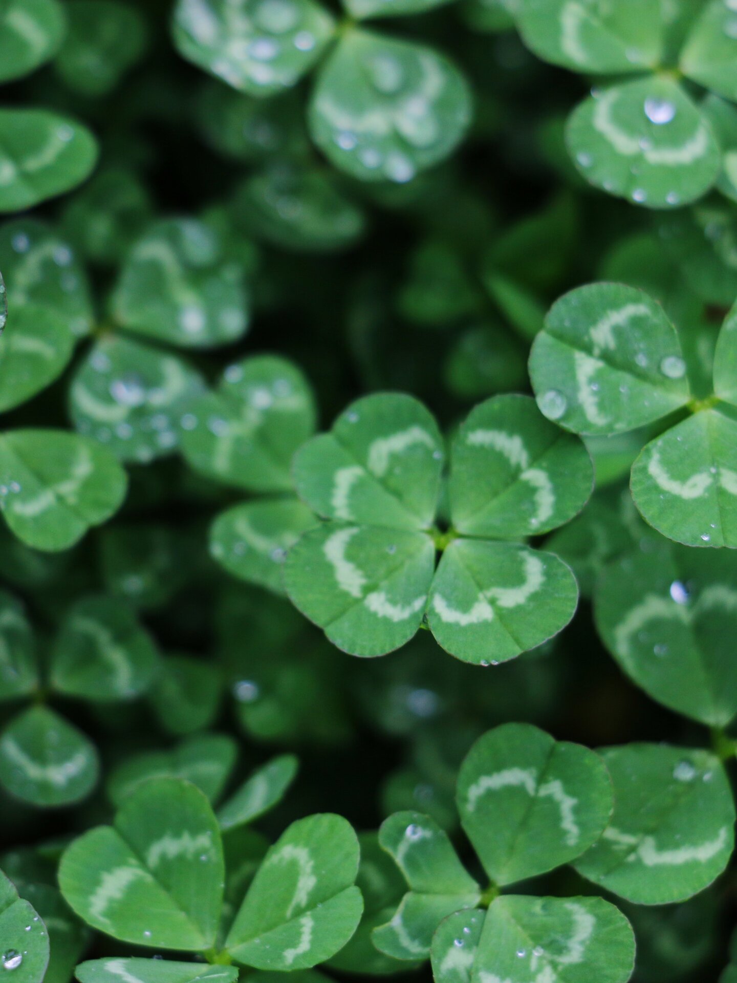 Shamrocks