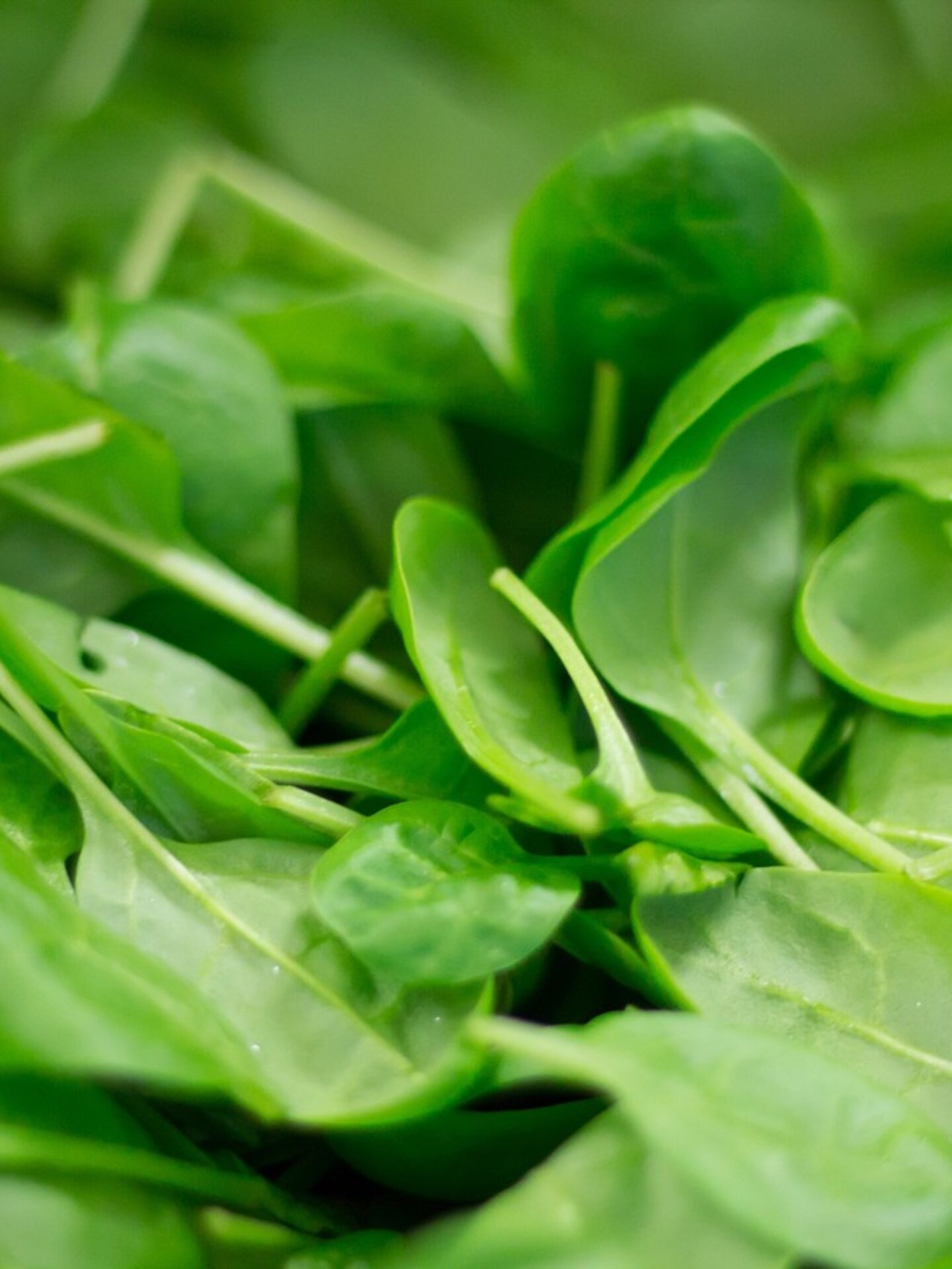 Fresh spinach