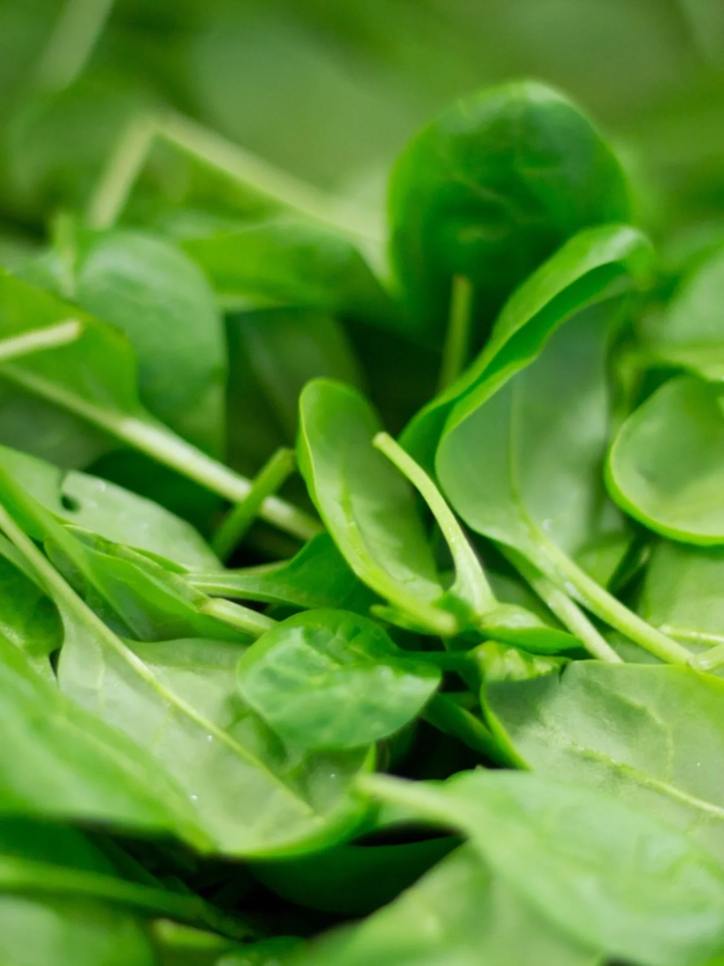 Fresh spinach