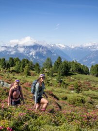 Two hikers on a mountain path with alpine roses in front of an Alpine panorama | © Innsbruck Tourismus, Eye5 - Jonas Schwarzwälder