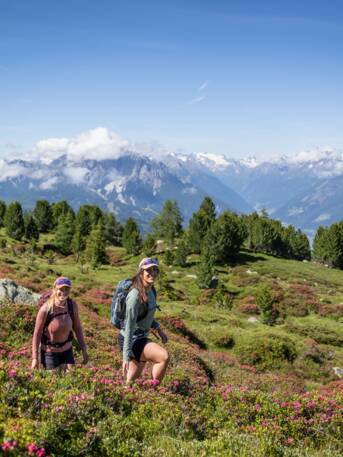 Two hikers on a mountain path with alpine roses in front of an Alpine panorama | © Innsbruck Tourismus, Eye5 - Jonas Schwarzwälder
