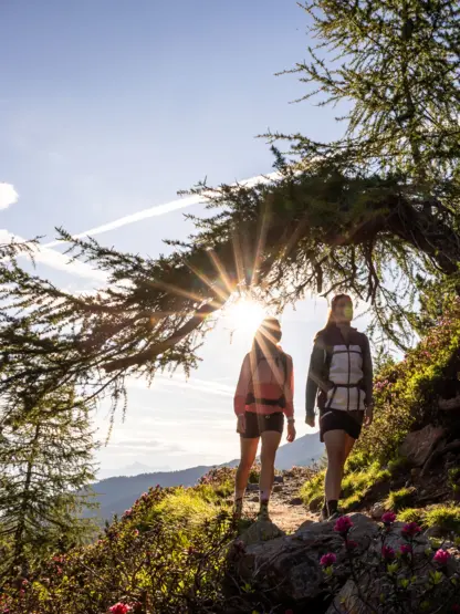 Wanderer auf dem Zirbenweg am Patscherkofel, Sonne scheint durch Baum | © Jonas Schwarzwälder Photography