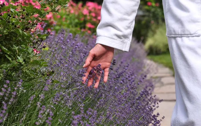 Blooming garden