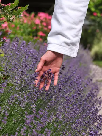 Blooming garden