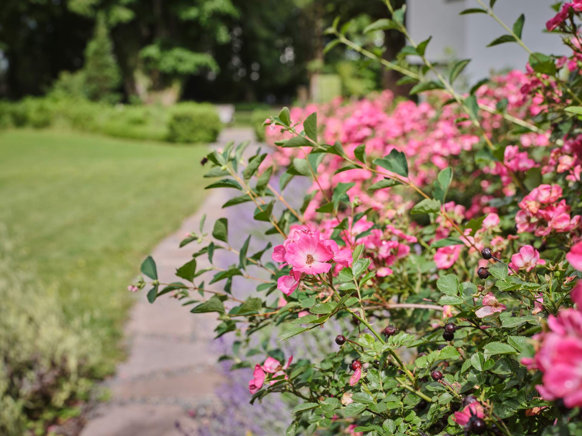 Rose bush with blossoms