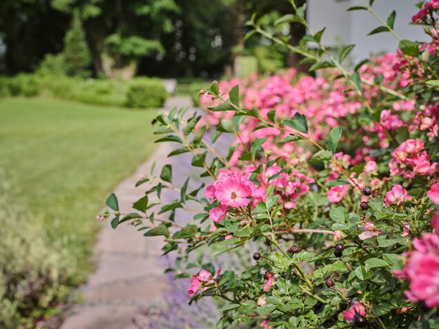 Rose bush with blossoms