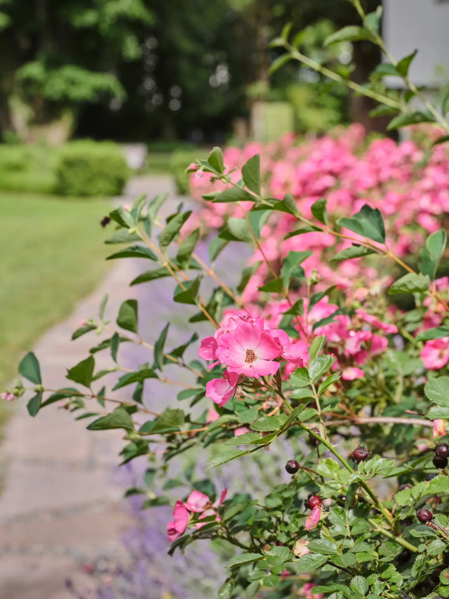 Rose bush with blossoms