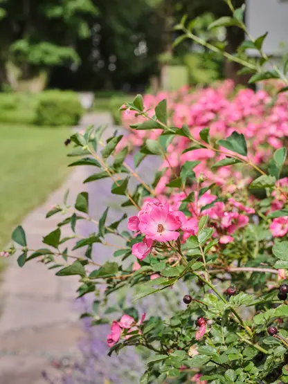 Rose bush with blossoms