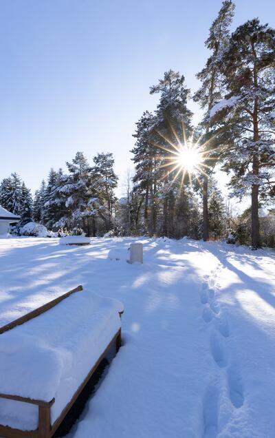 Snow-covered garden