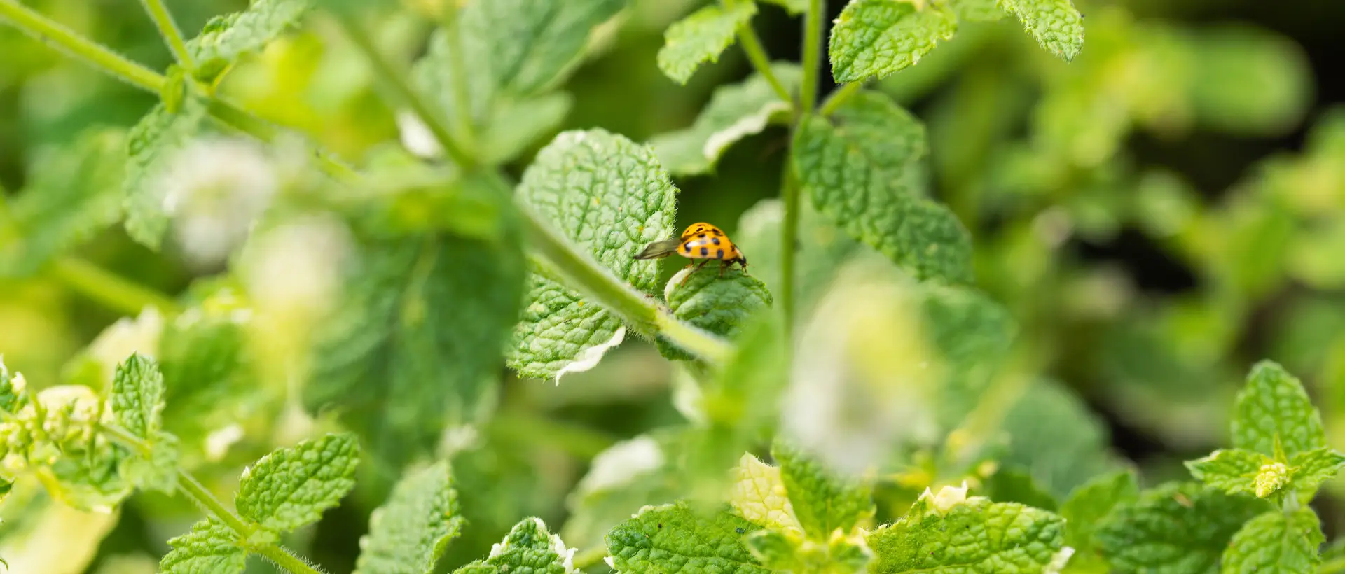 Garden detail with plants