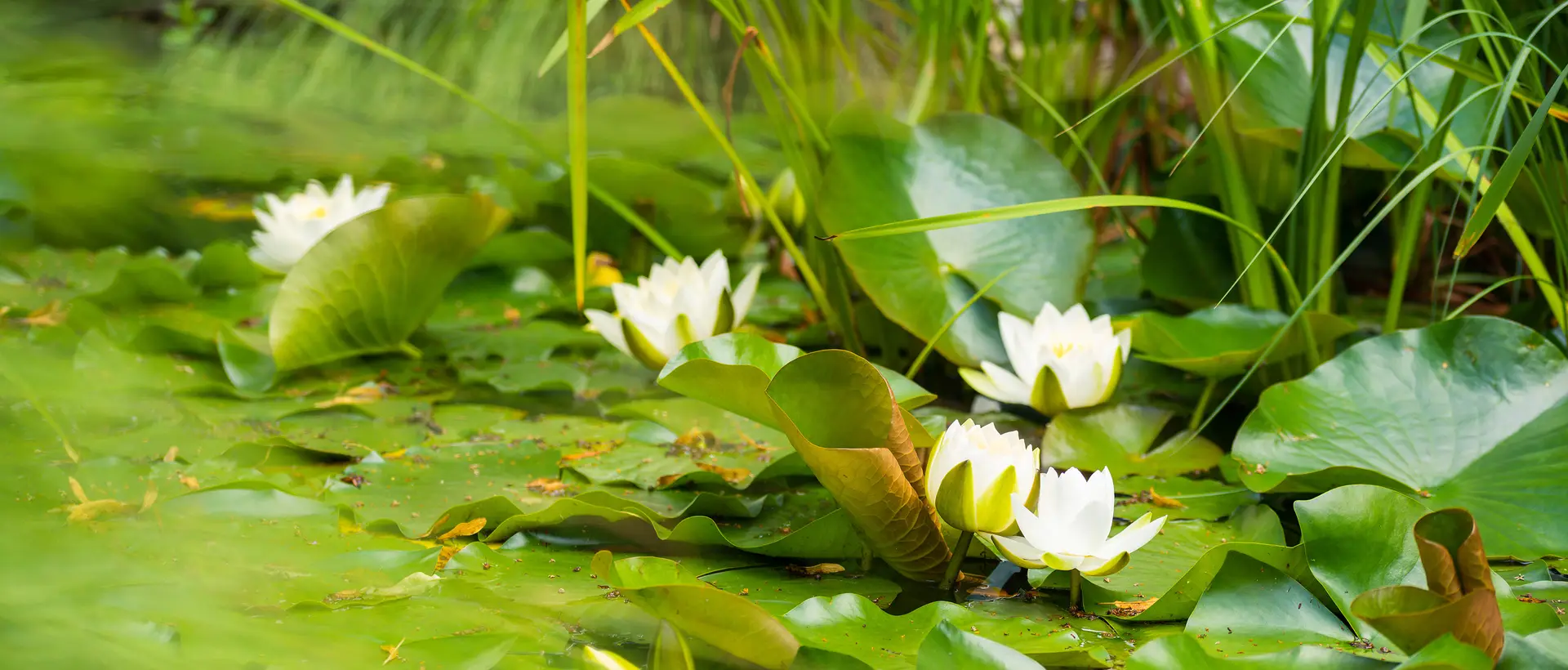 Gartenteich Park Igls