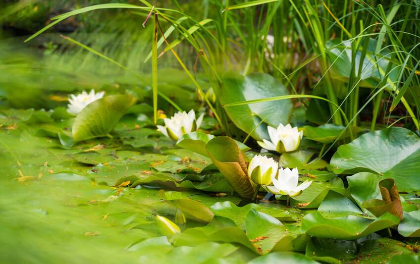 Garden pond Park Igls