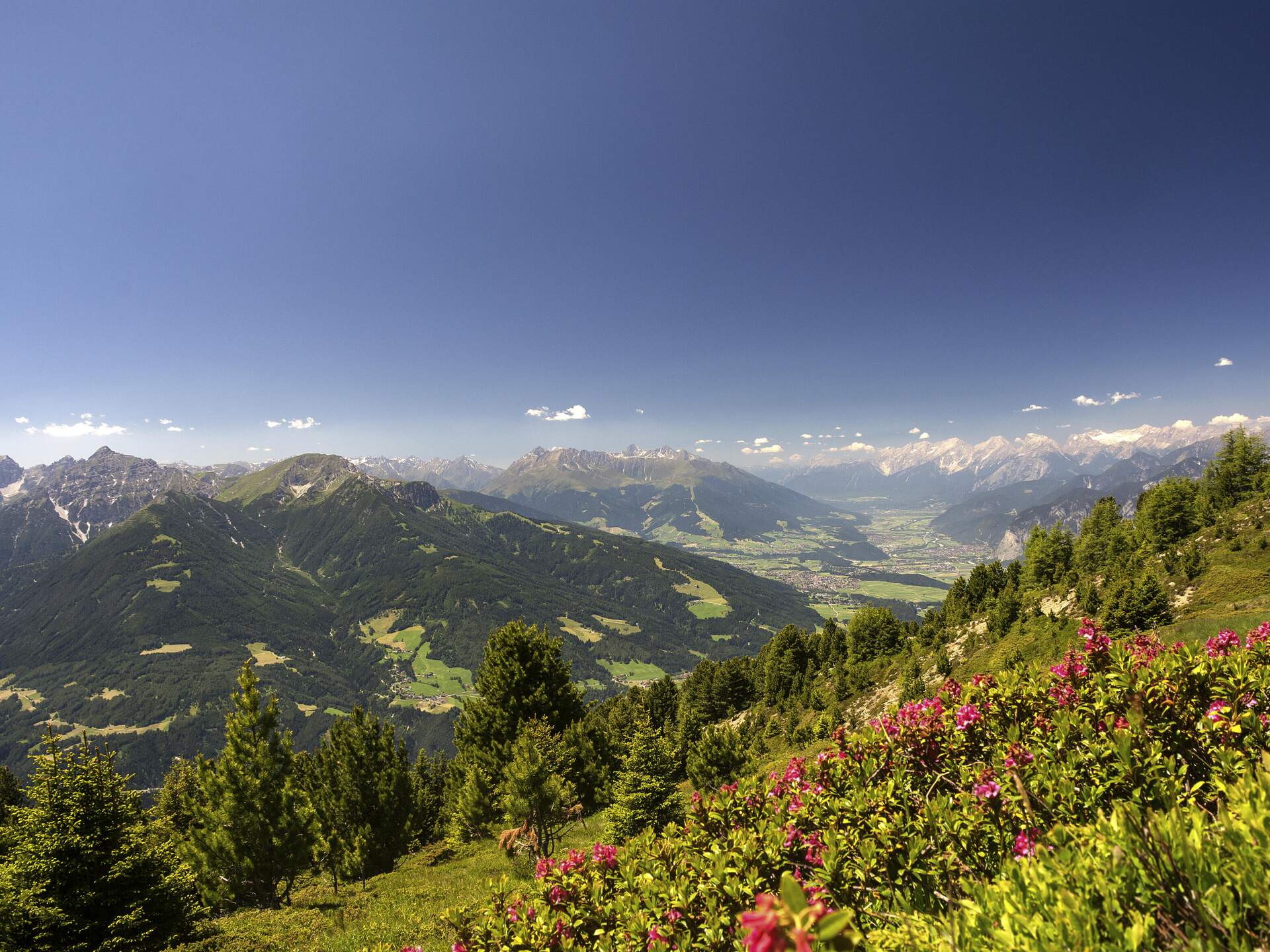 Ein Panoramablick vom Patscherkofel zeigt Almrauschblüten und eine weite Berglandschaft