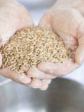 Eine Hand voll Ur-Emmer Getreide | © Christian Forcher