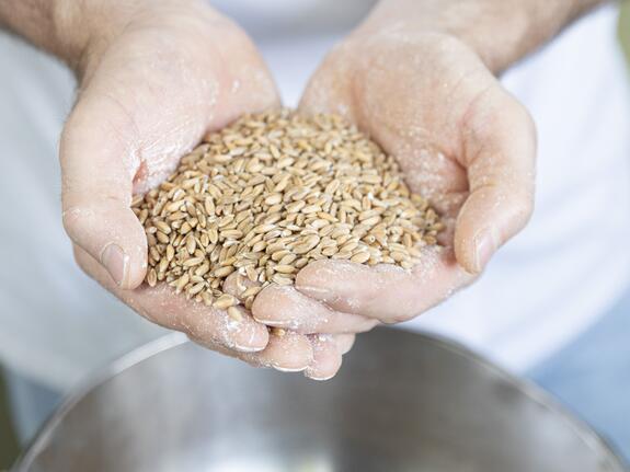 A handful of ancient emmer wheat | © Christian Forcher